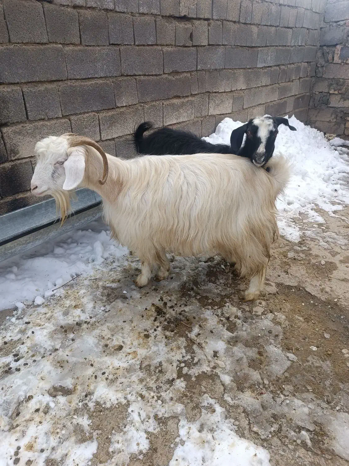 گوسفند|حیوانات مزرعه|قروه, |دیوار