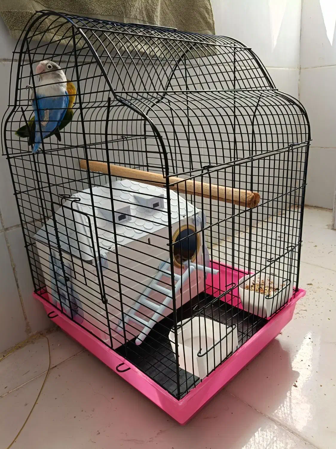 فروش دو عدد طوطی برزیلی مولد فقط نقدی|پرنده|صدرا-فارس, فاز ۱|دیوار