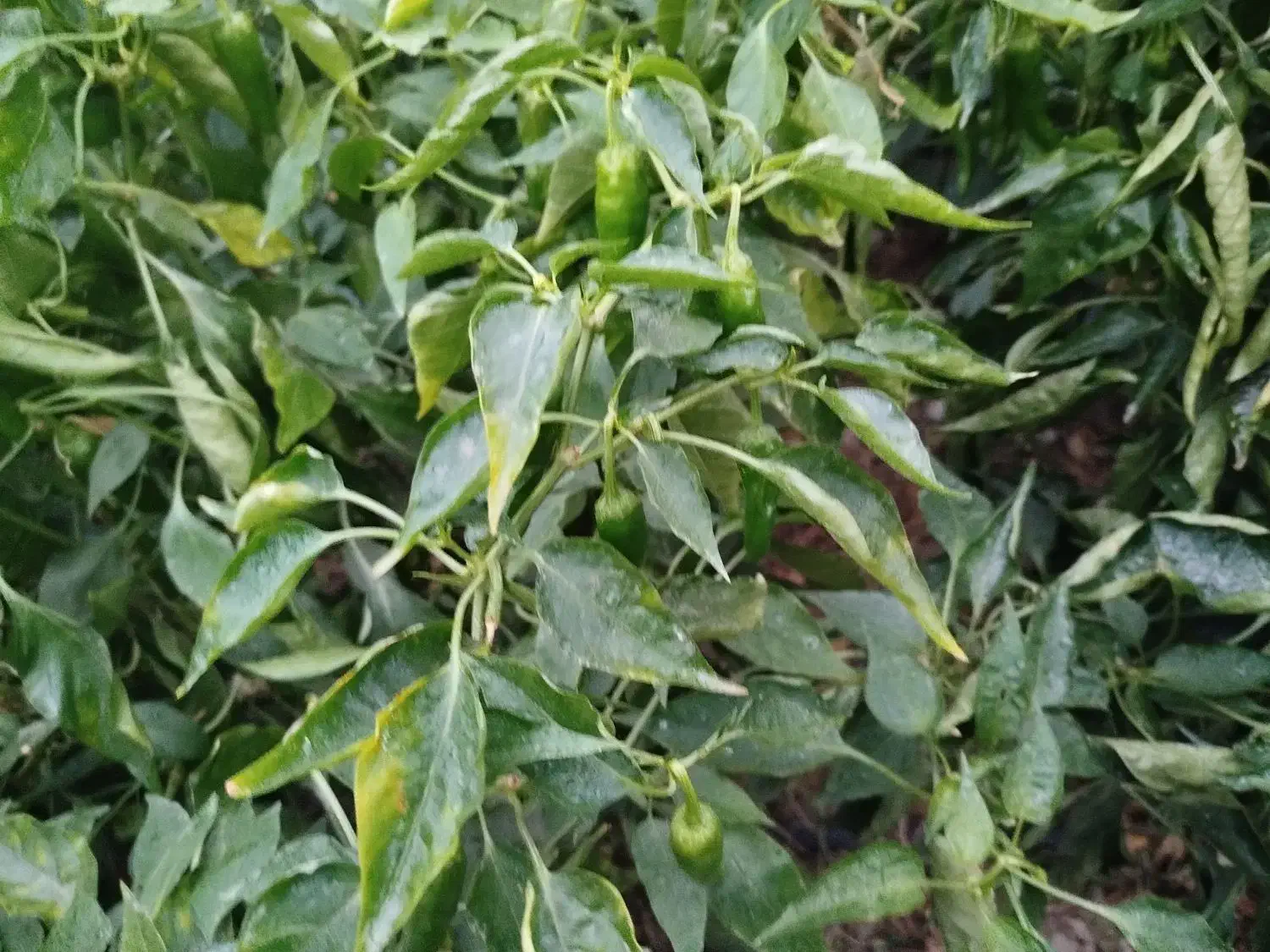 فلفل ریزه تند و شیرین|خوردنی و آشامیدنی|قهدریجان, |دیوار