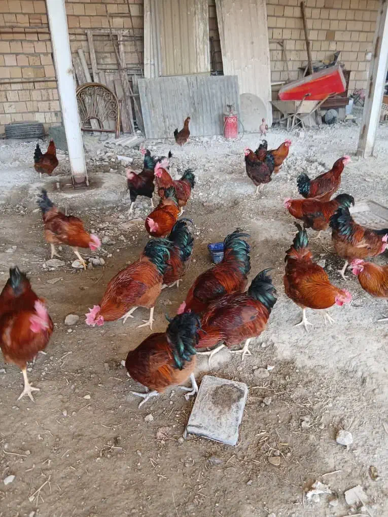 خروس محلی رسمی وسالم|حیوانات مزرعه|تنکمان, |دیوار