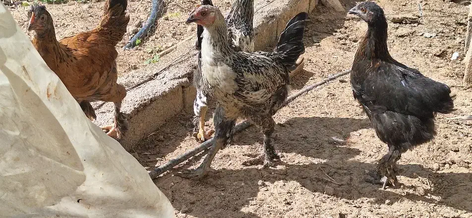 جوجه دیلگونی|حیوانات مزرعه|بهبهان, |دیوار