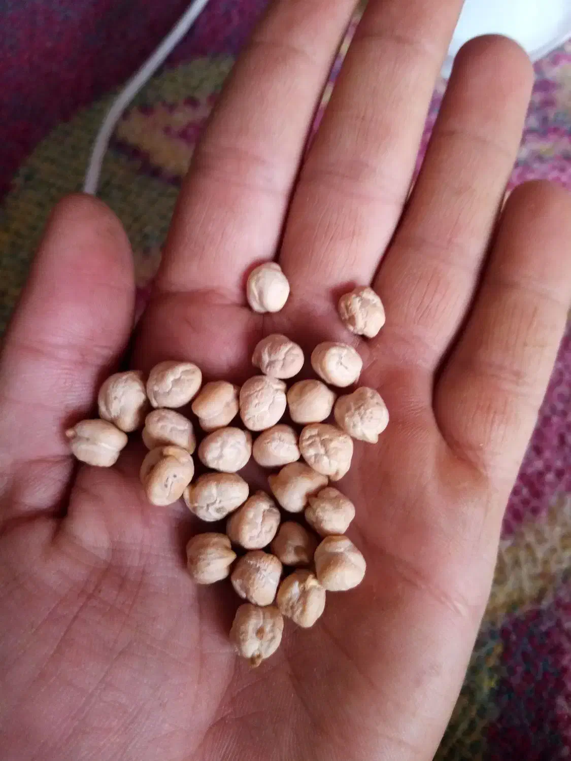 نخود عادل پاییزه|عمدهفروشی|چرداول, |دیوار