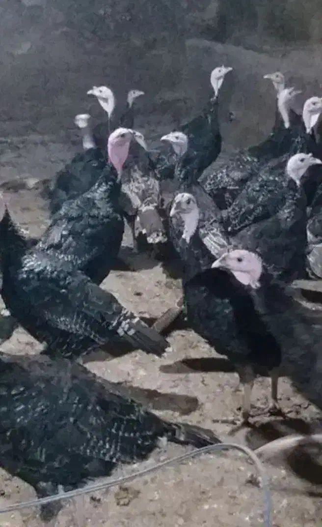 بوقلمون برنزی|حیوانات مزرعه|مشگین شهر, |دیوار