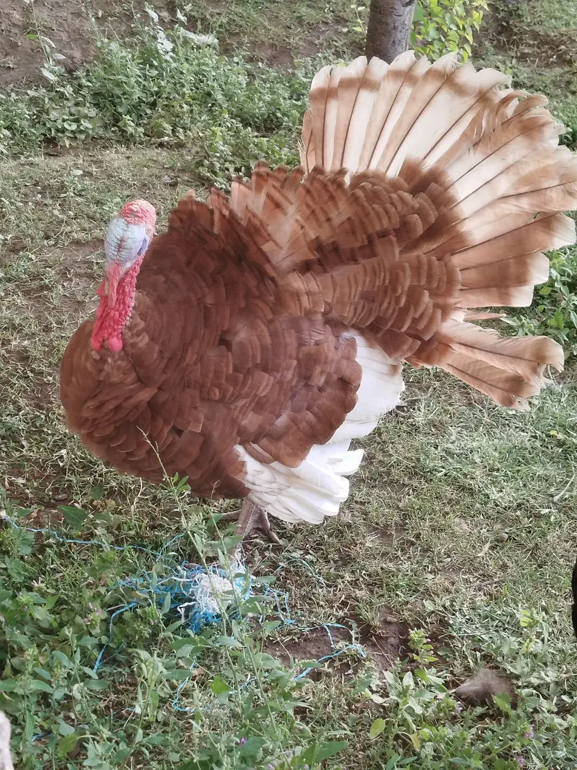 بوقلمون بوربون نر چاق|حیوانات مزرعه|مرند, |دیوار