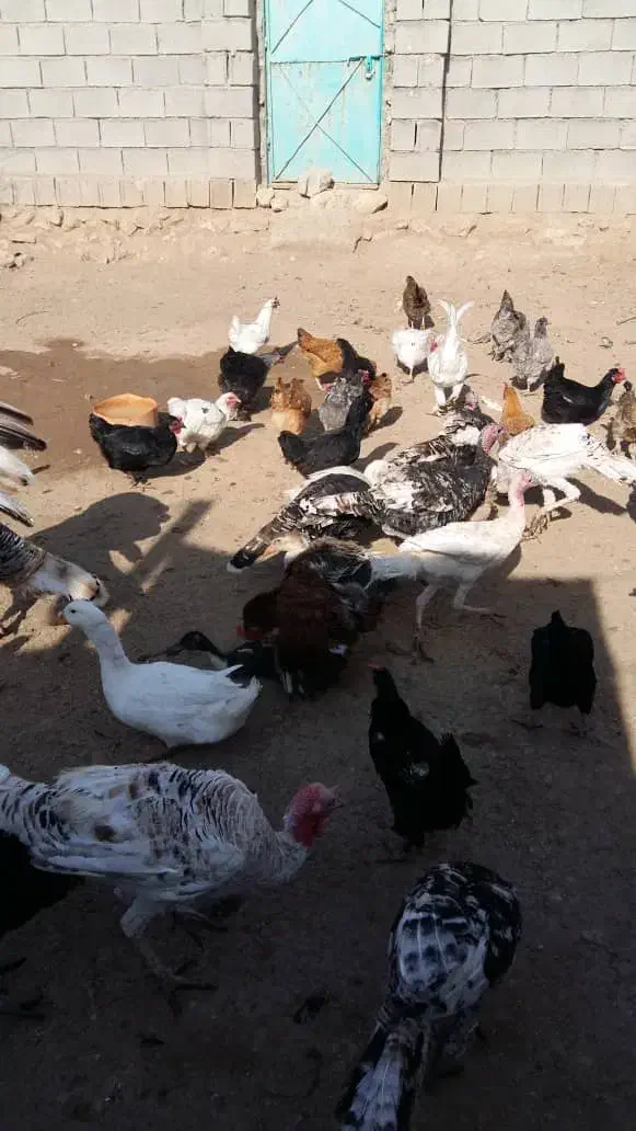 مرغ و خروس و بوقلمون|حیوانات مزرعه|دوگنبدان, |دیوار