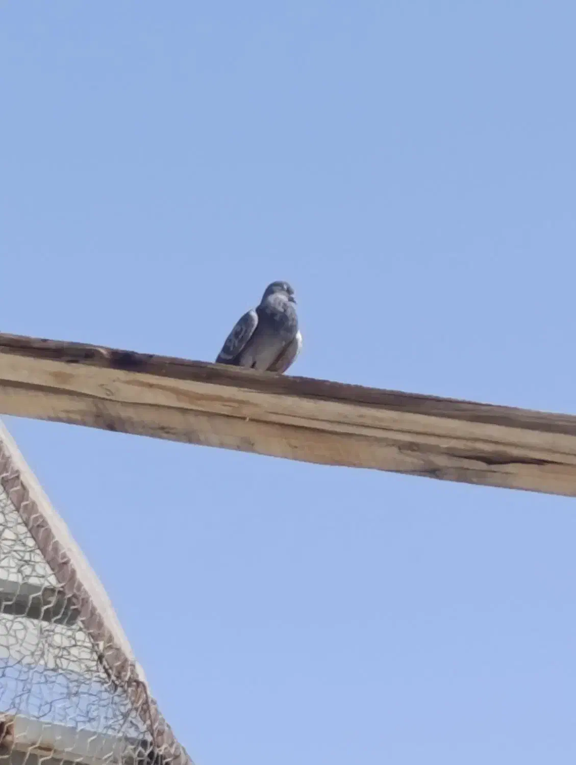 کبوتر زاغ نر ماده|پرنده|تهران, انبار نفت|دیوار