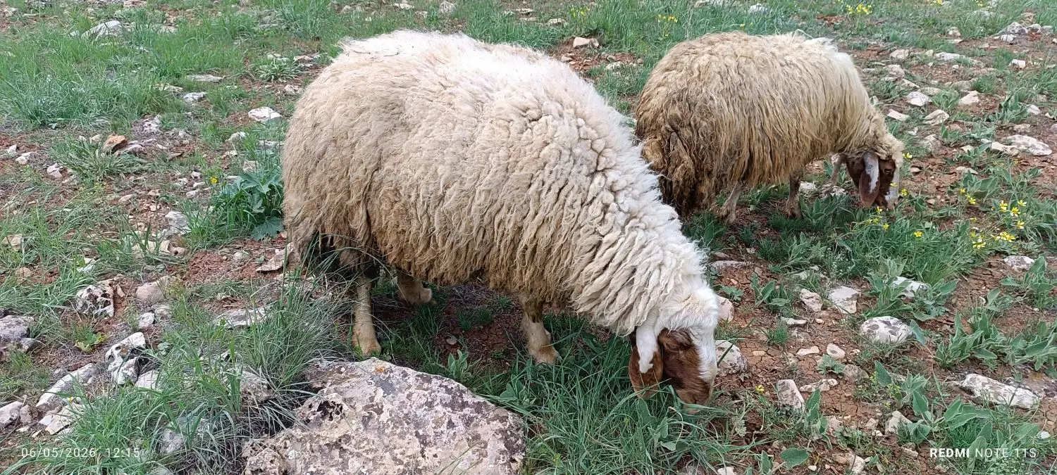 قوچ|حیوانات مزرعه|گهواره, |دیوار