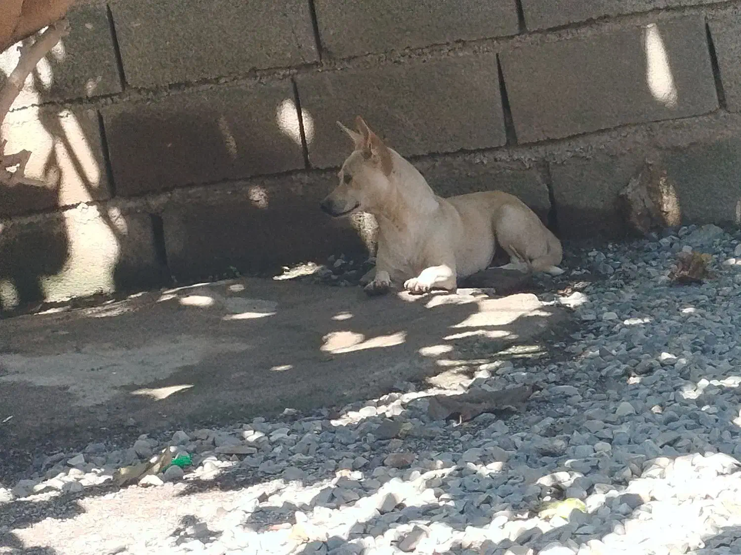 سگ پاکوتاه ماده|سگ|خان ببین, |دیوار