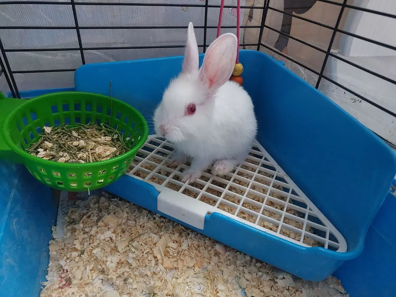 خرگوش|موش و خرگوش|تهران, کرمان|دیوار