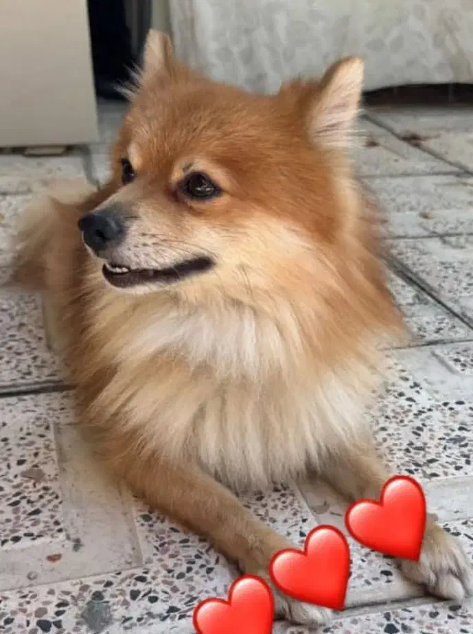 سگ پامر روباهی|سگ|سلماس, |دیوار