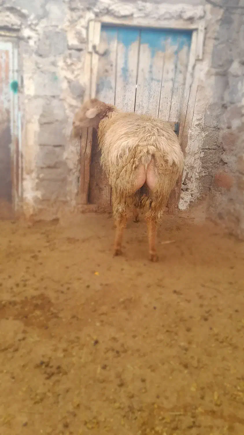 بره قوچ دامازدخ|حیوانات مزرعه|مشگین شهر, |دیوار