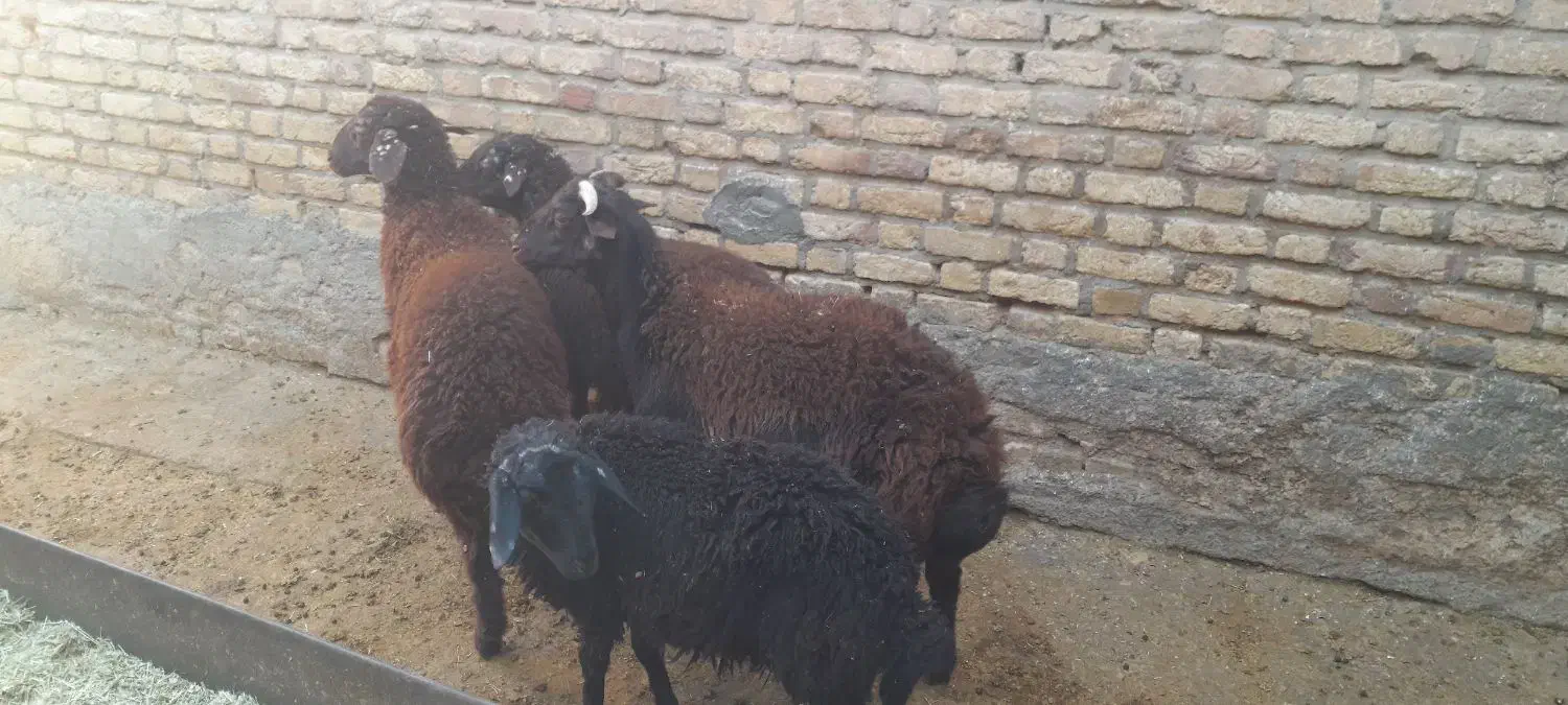 4عدد بر نر ریز|حیوانات مزرعه|الیگودرز, |دیوار