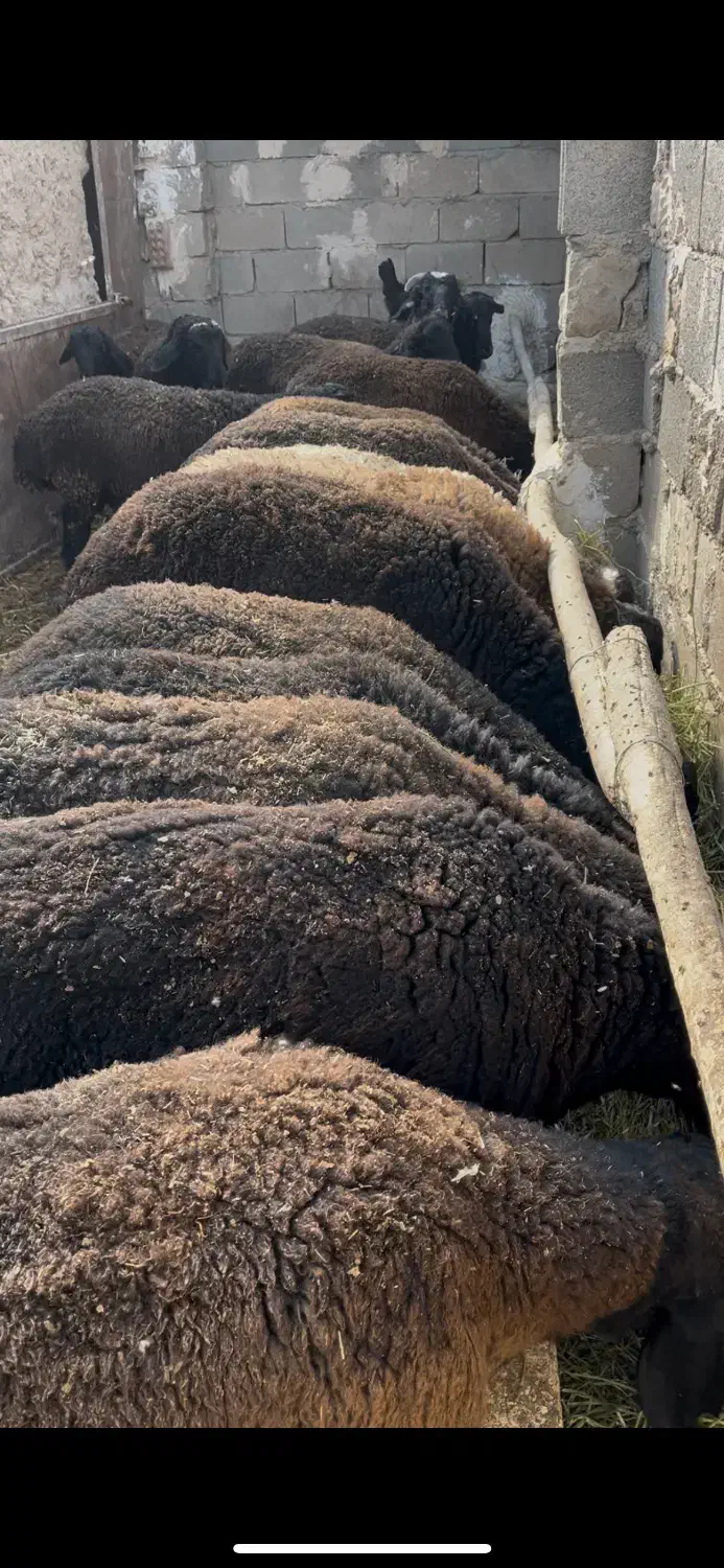 بره چاق|حیوانات مزرعه|شریفآباد, |دیوار