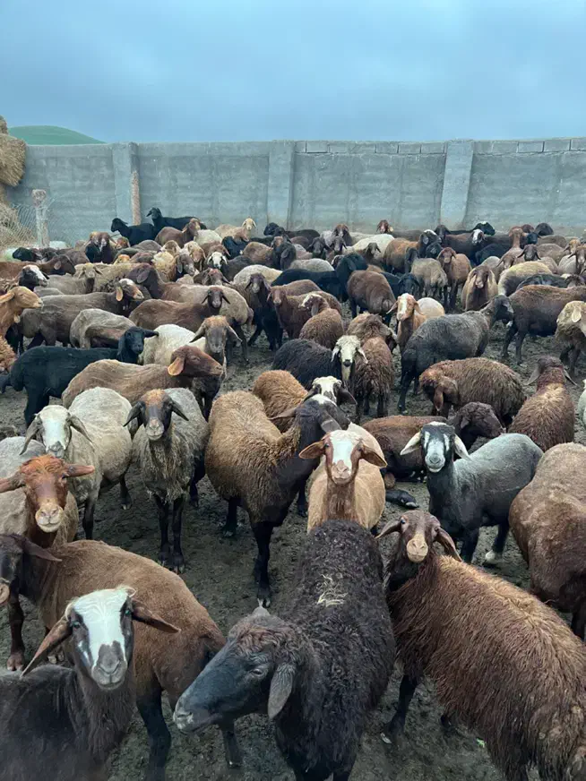 فروش گوسفند زنده|حیوانات مزرعه|کوراییم, |دیوار