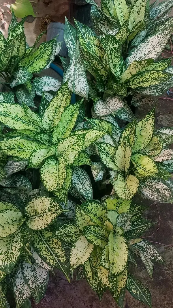 اگلونما|گل و گیاه طبیعی|رشت, عینک|دیوار