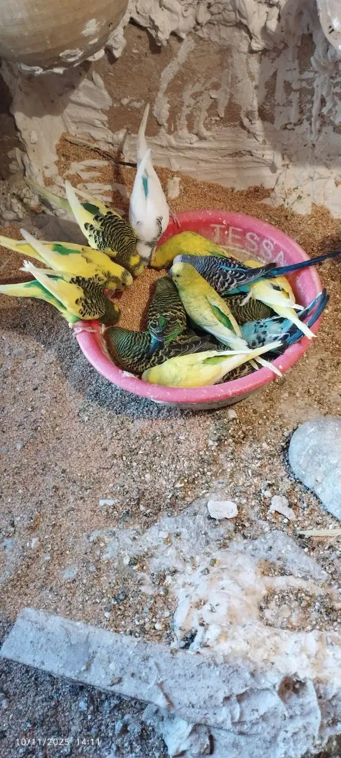 مرغ عشق تعداد بالا|پرنده|سراوان, |دیوار