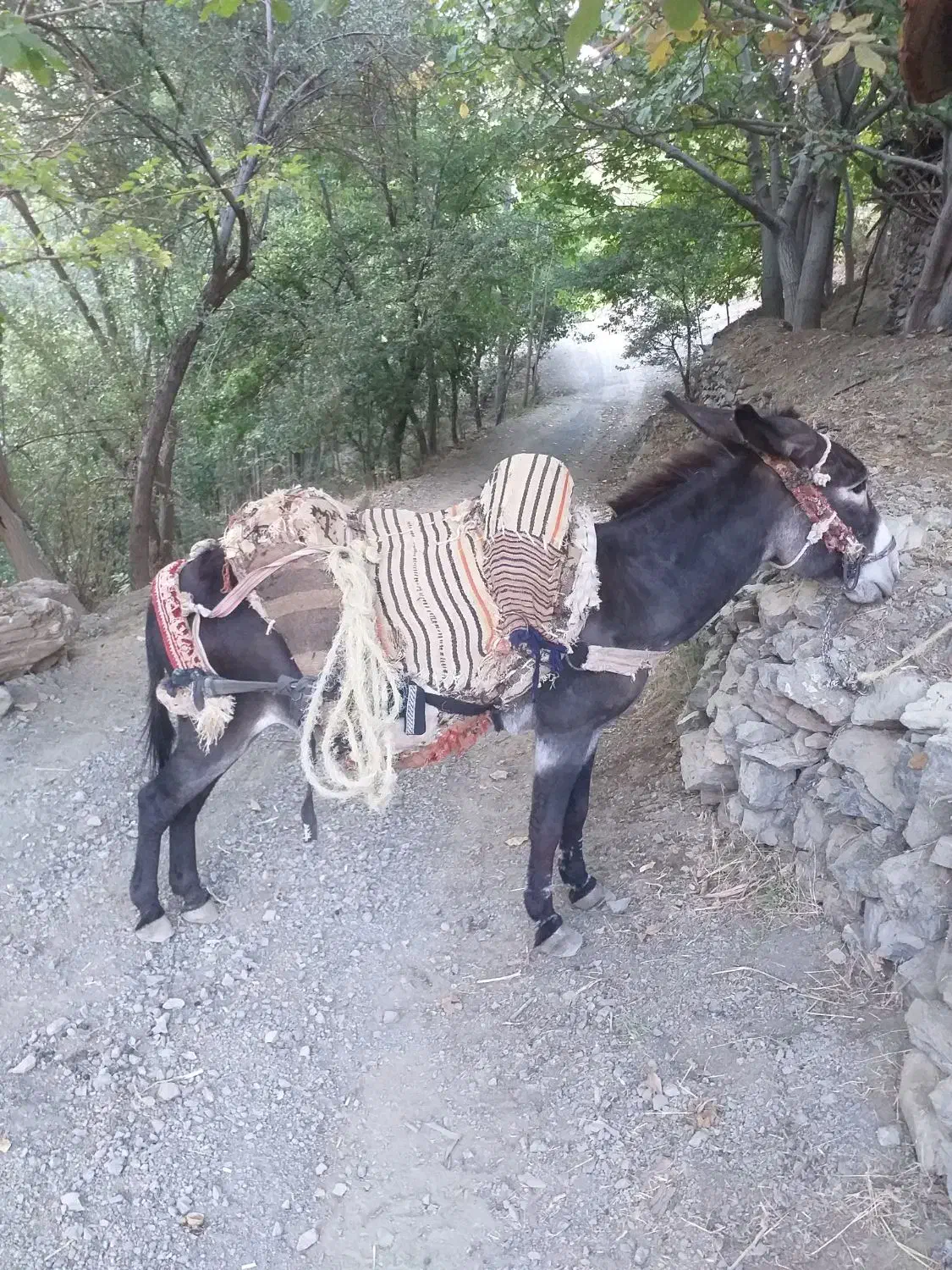 خر نر الاغ|حیوانات مزرعه|سنندج, |دیوار