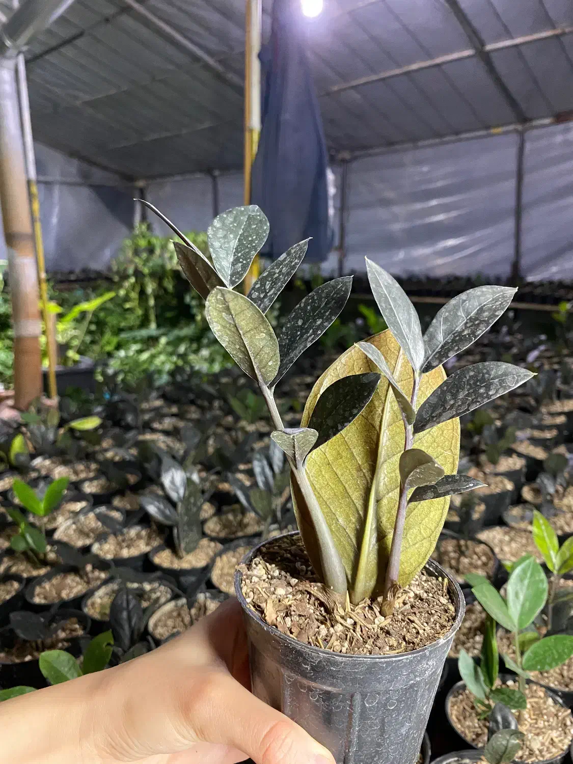 زاموفیلیا سوپر بلک|گل و گیاه طبیعی|کلاردشت, |دیوار