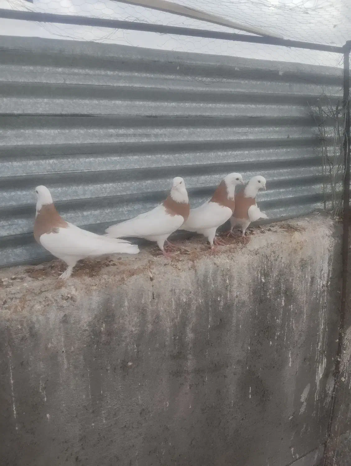 کبوتر|پرنده|مود, |دیوار