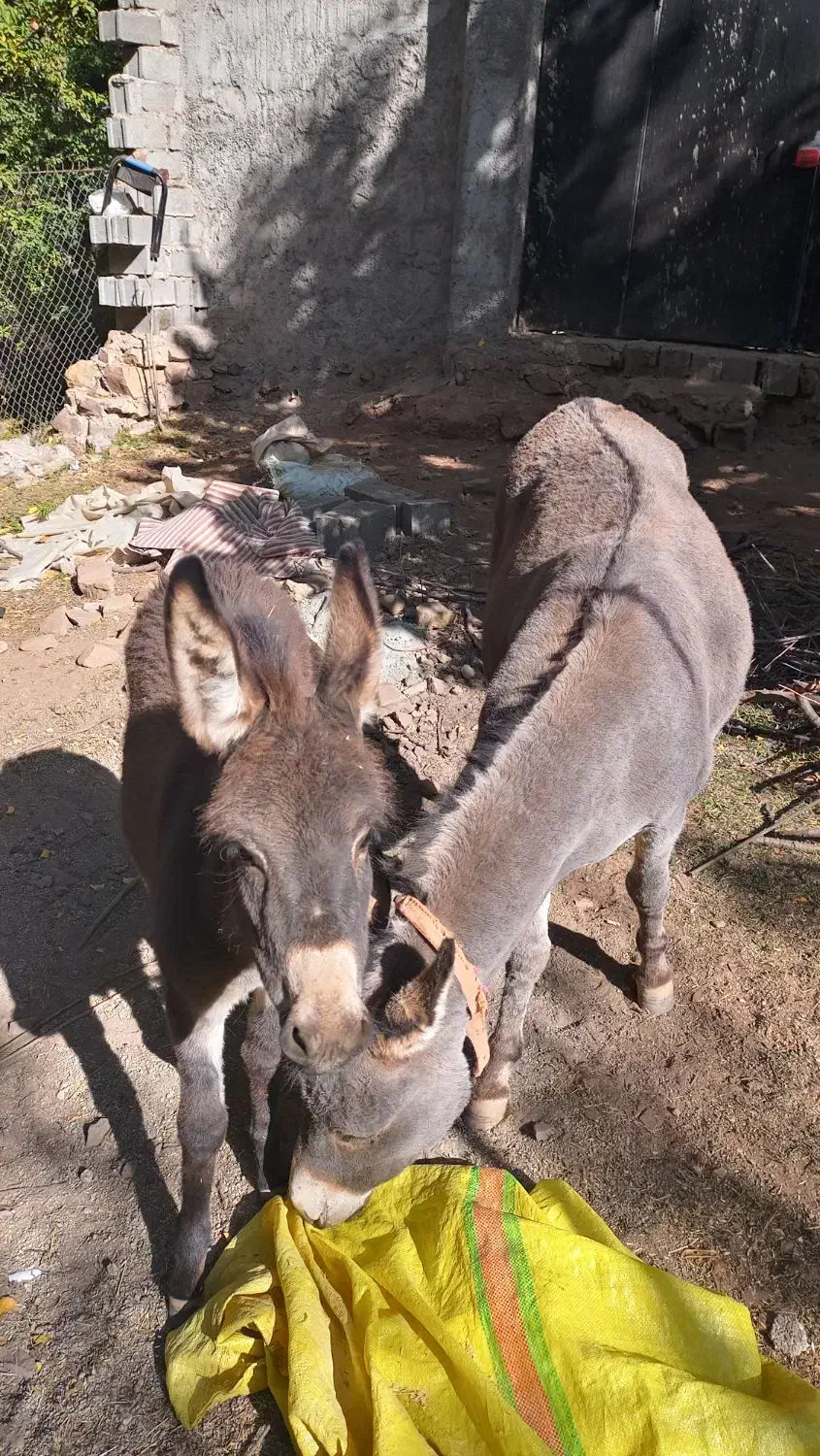 الاغ ماده 4ساله به همراه کره ماده 5ماهه|حیوانات مزرعه|آسارا, |دیوار