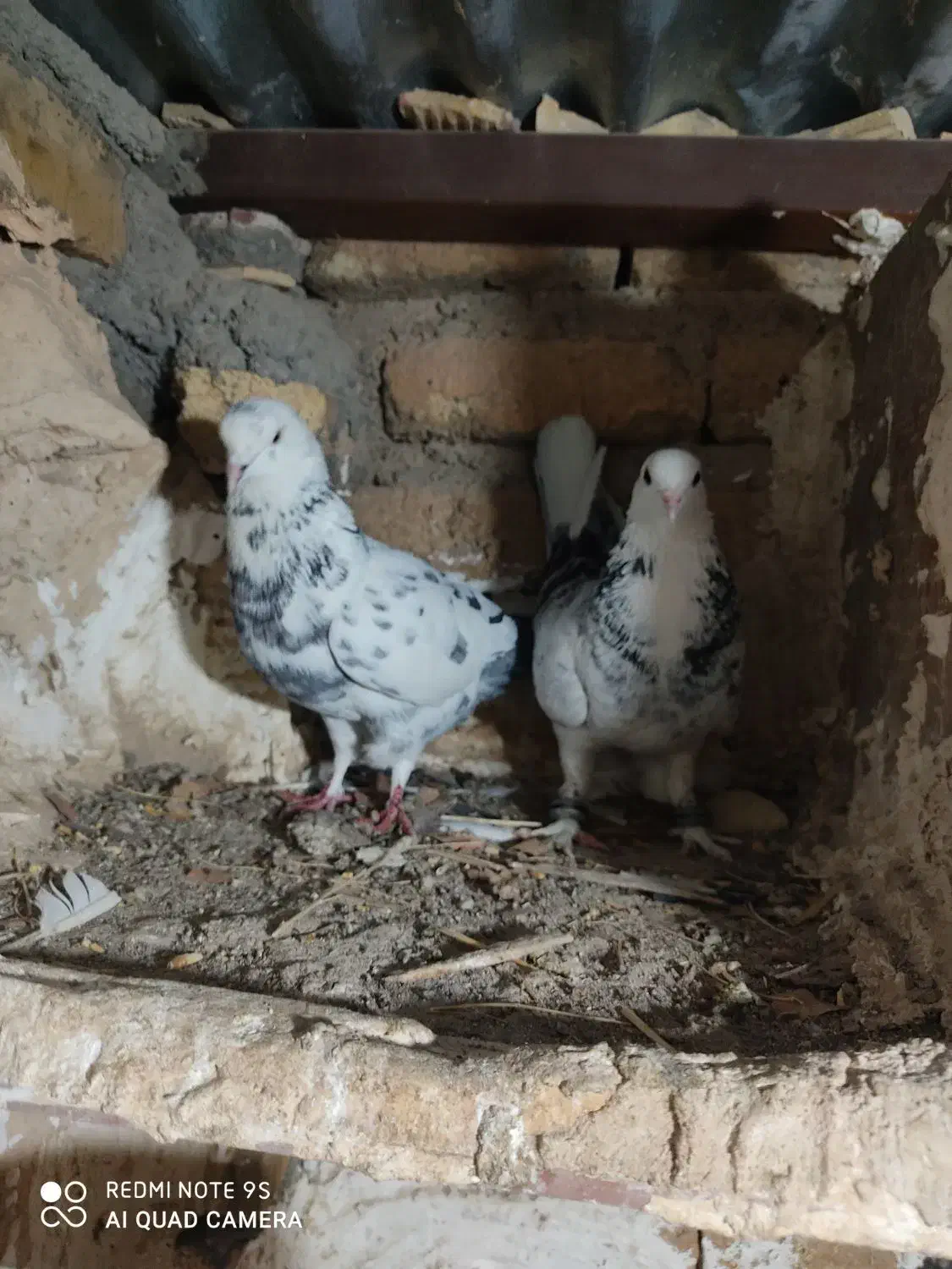 کفتر|پرنده|هرسین, |دیوار