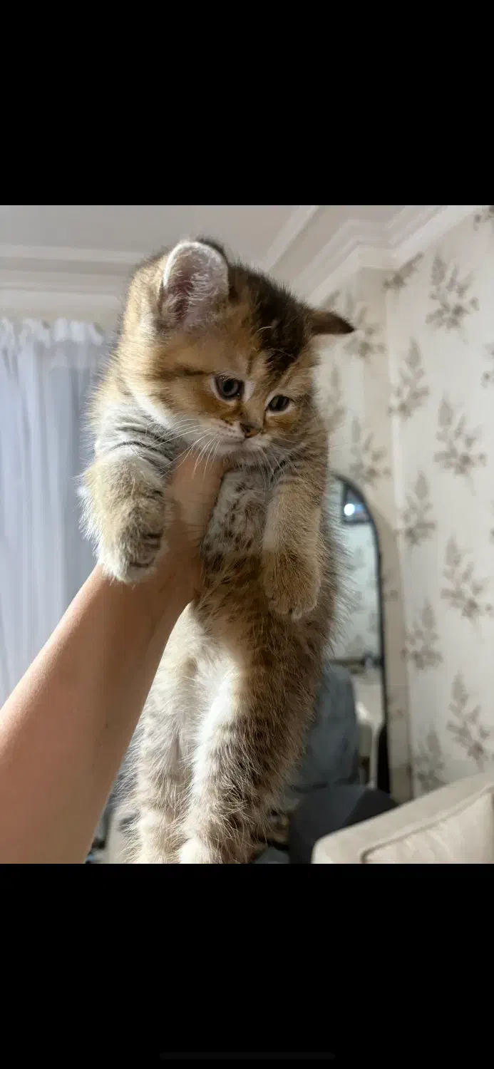 گربه اسکاتیش|گربه|آبادان, |دیوار