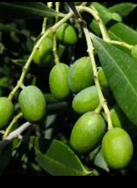 زیتون|خوردنی و آشامیدنی|ایلام, |دیوار