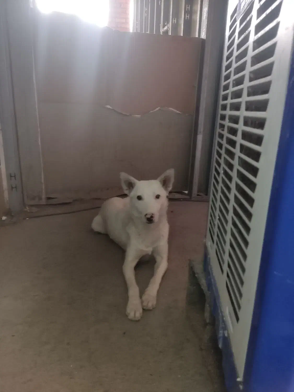 سفید برفی برای نگهبانی ویلا|سگ|کرمان, |دیوار