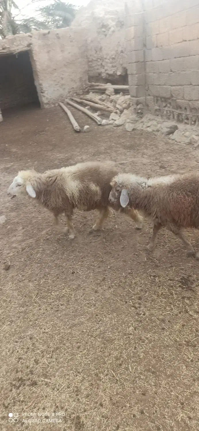 کهره بره|حیوانات مزرعه|اهرم, |دیوار