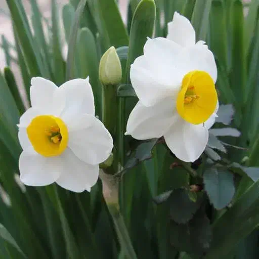 پیاز گل نرگس شهلا|گل و گیاه طبیعی|دوگنبدان, |دیوار