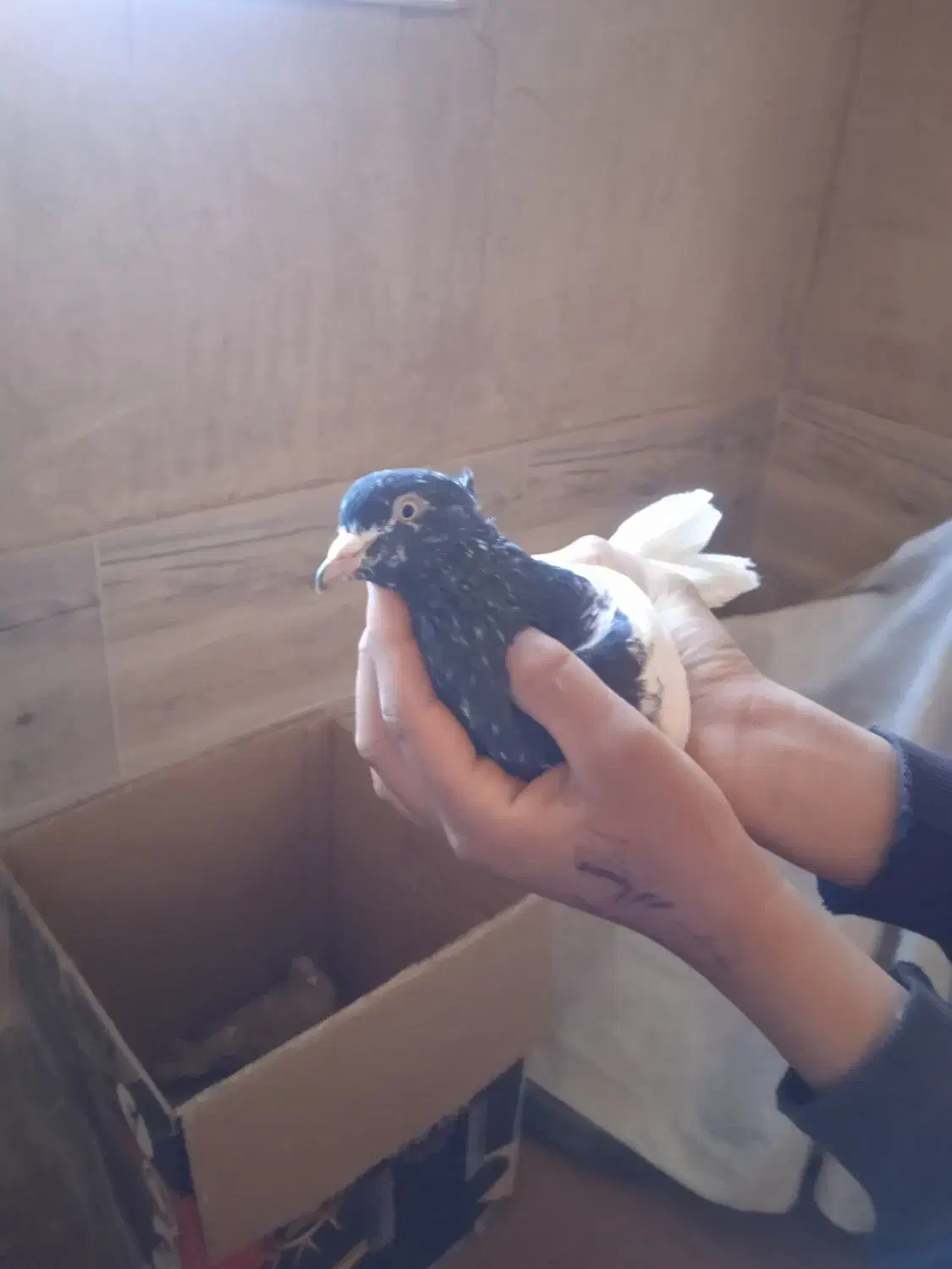 کفتر|پرنده|آباده, |دیوار