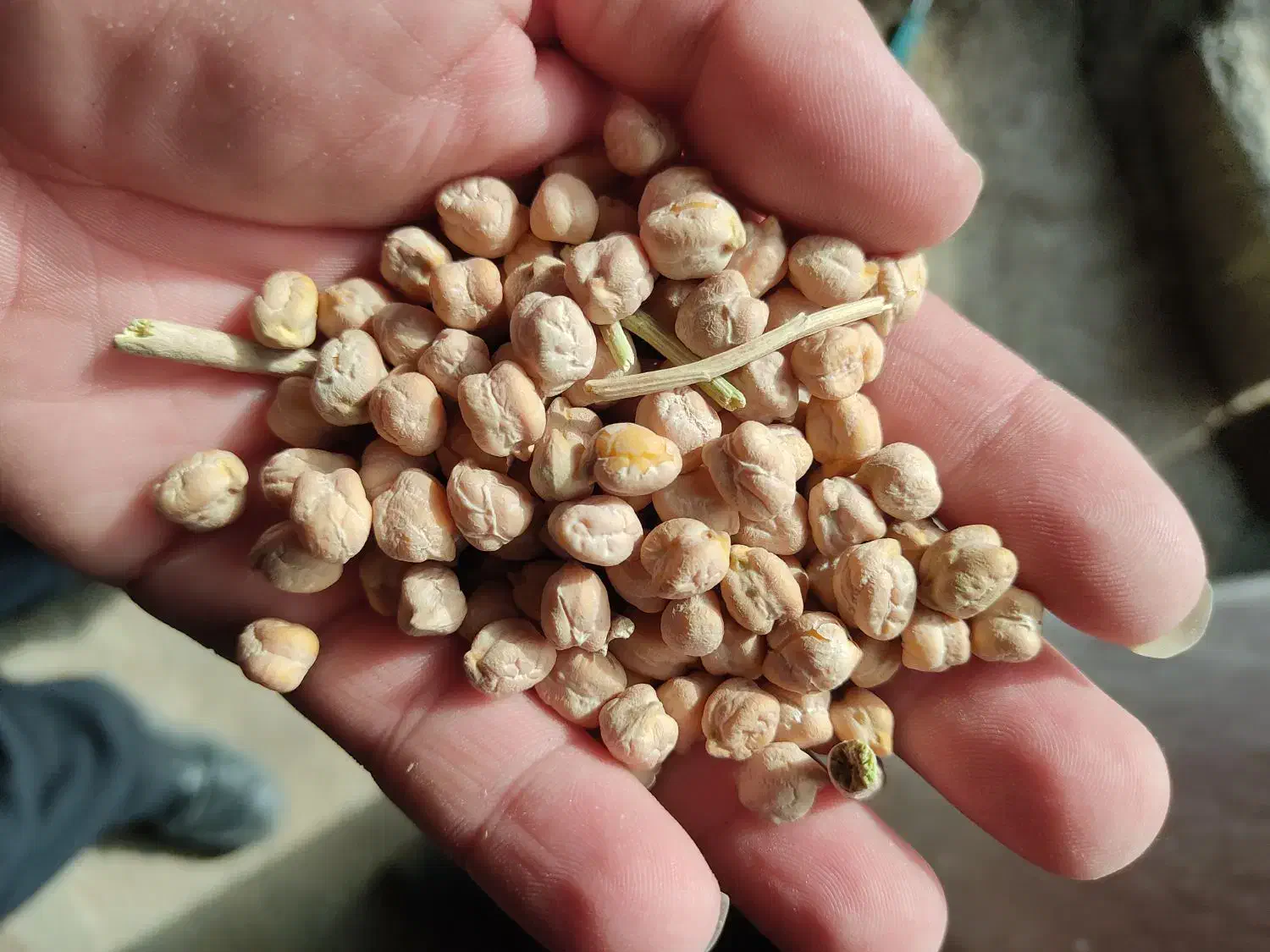 کشاورزی|حراج|جوانرود, |دیوار