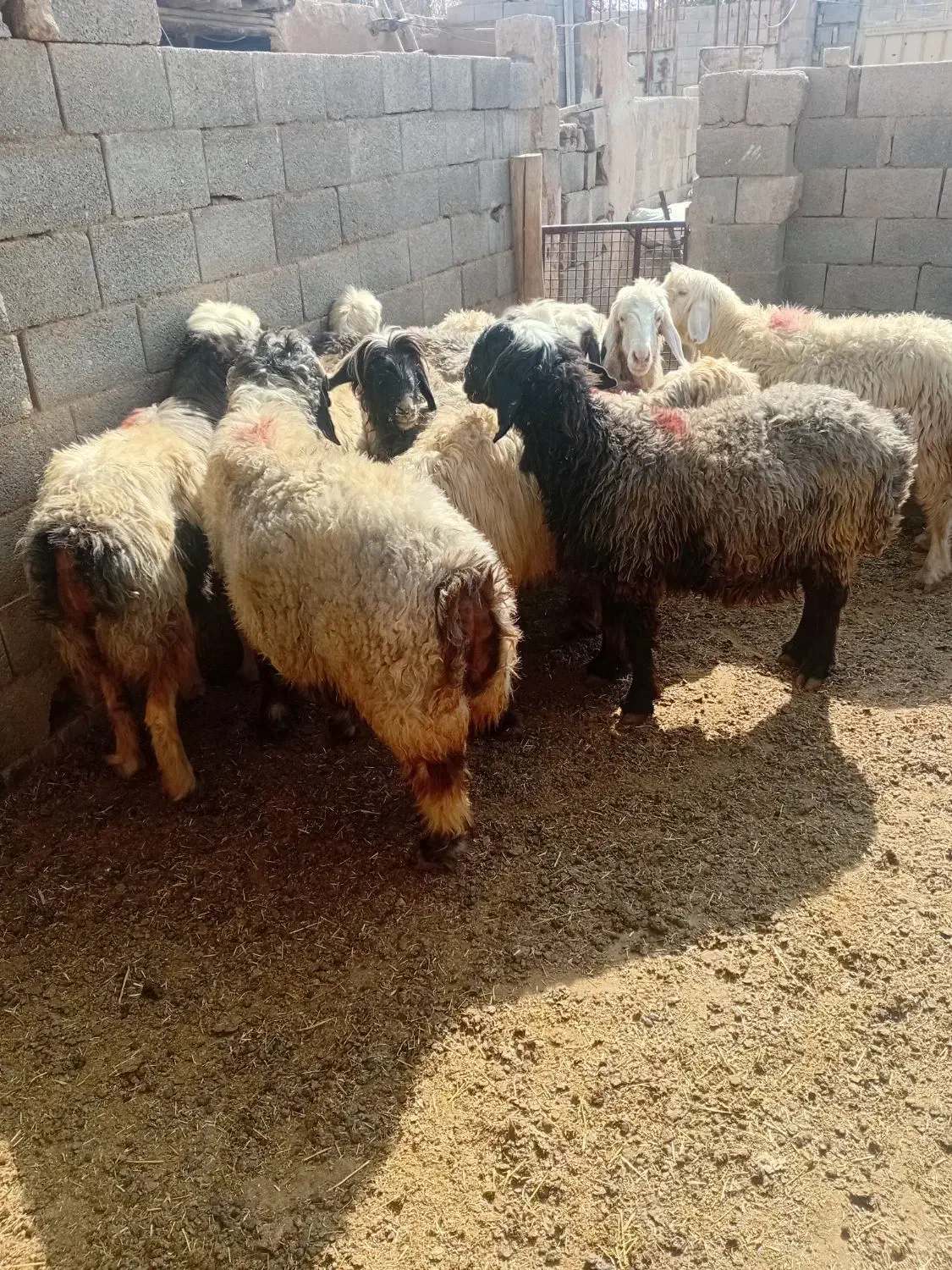 میش آبستن|حیوانات مزرعه|خمینی‌شهر, |دیوار