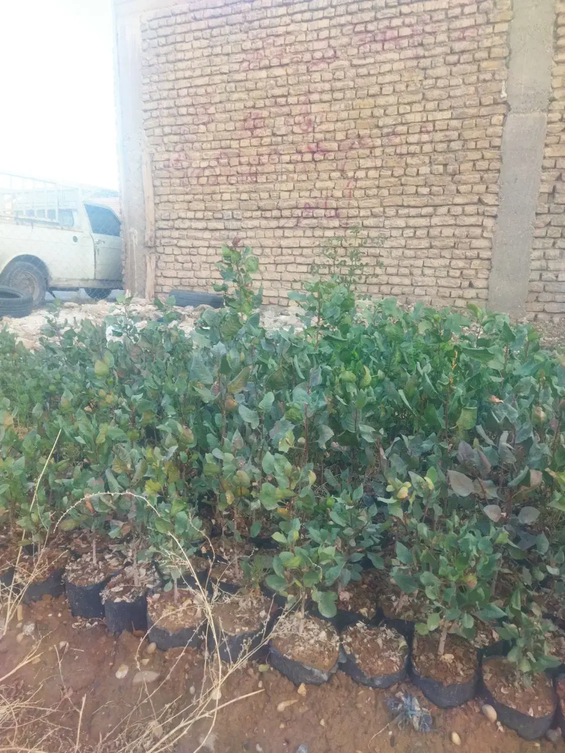 نهال پسته 1 ساله و 2 ساله|گل و گیاه طبیعی|شاهرود, |دیوار