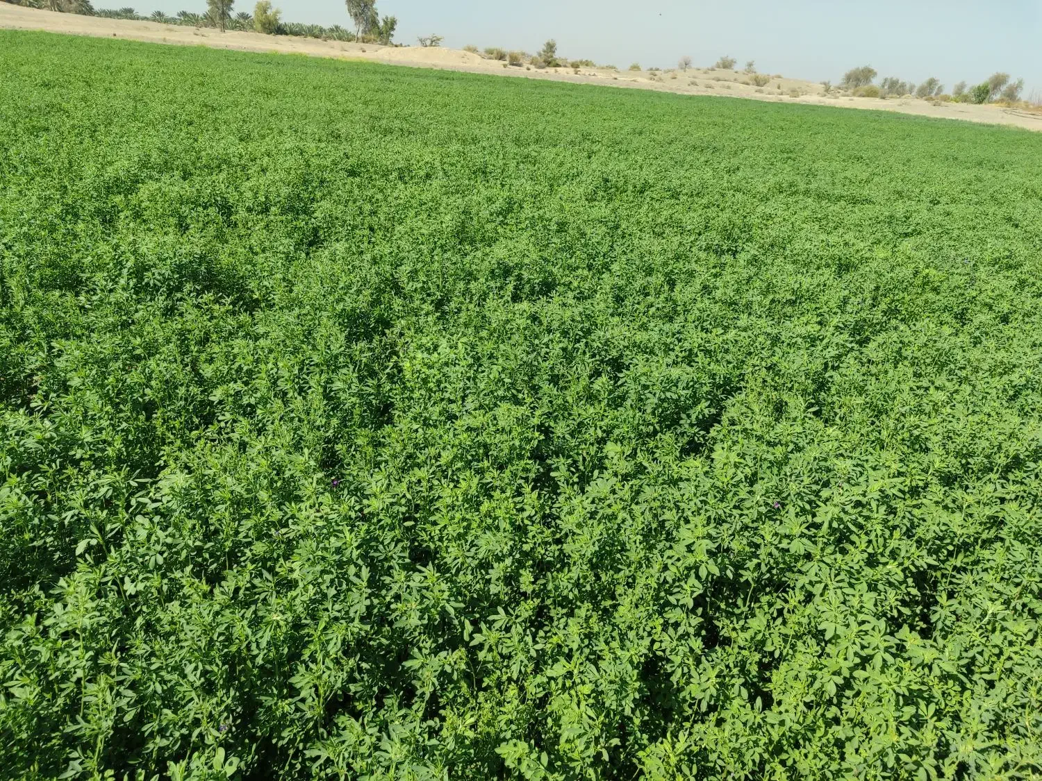 فروش بذر  یونجه محلی کیلو ۱۱۰۰|خدمات باغبانی و درختکاری|بندرعباس, |دیوار