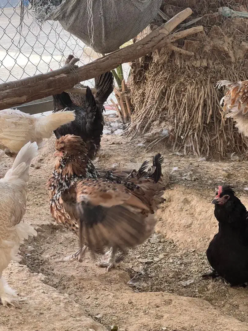 مرغ وخروس|حیوانات مزرعه|گراش, |دیوار