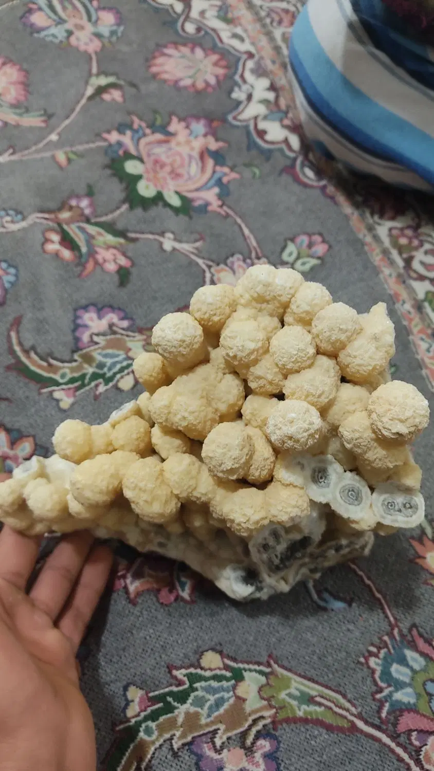 سنگ|ماهی|حبیب آباد, |دیوار