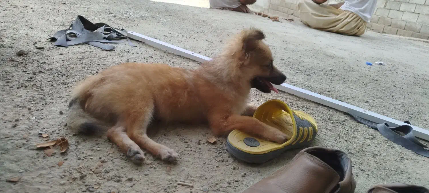 سگ پا کوتاه خانگی|سگ|ایرانشهر, |دیوار