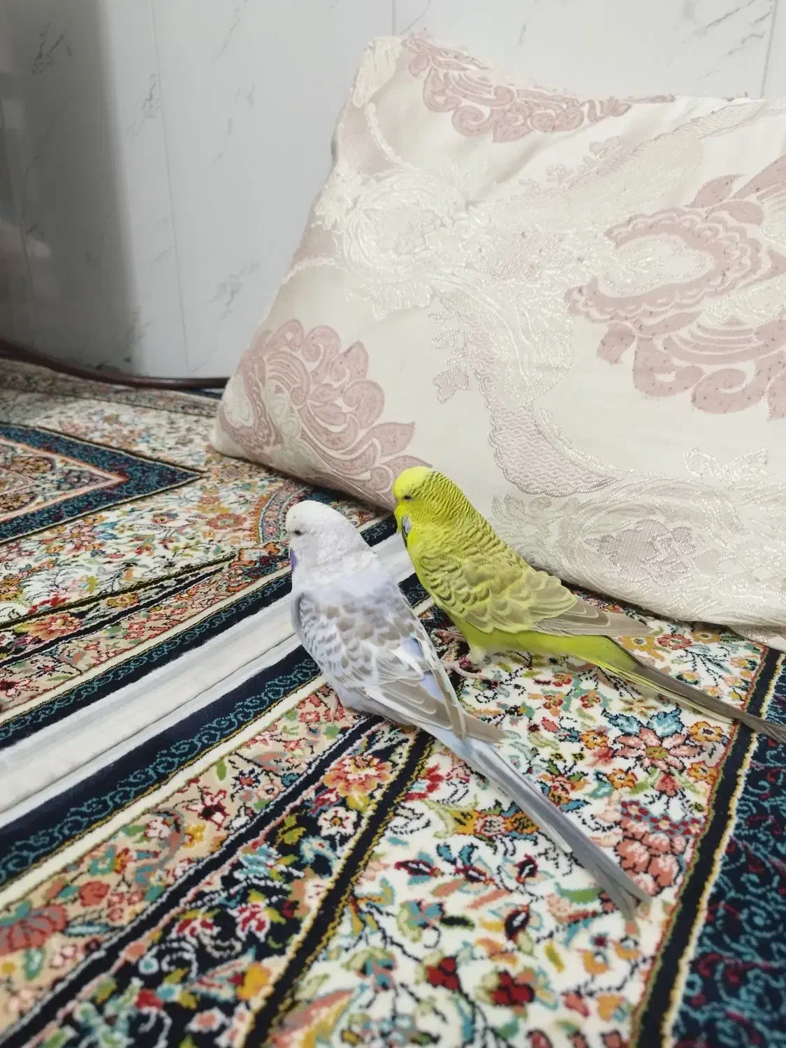 مرغ عشق انگلیسی نرو ماده رام دستی با ضمانت|پرنده|پیرانشهر, |دیوار