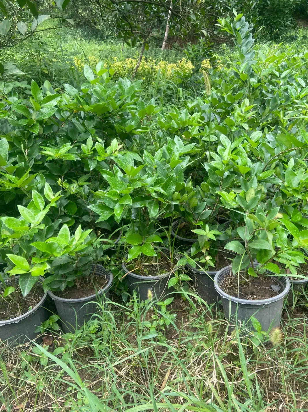 انواع گلهای فضای باز|خدمات باغبانی و درختکاری|واجارگاه, |دیوار