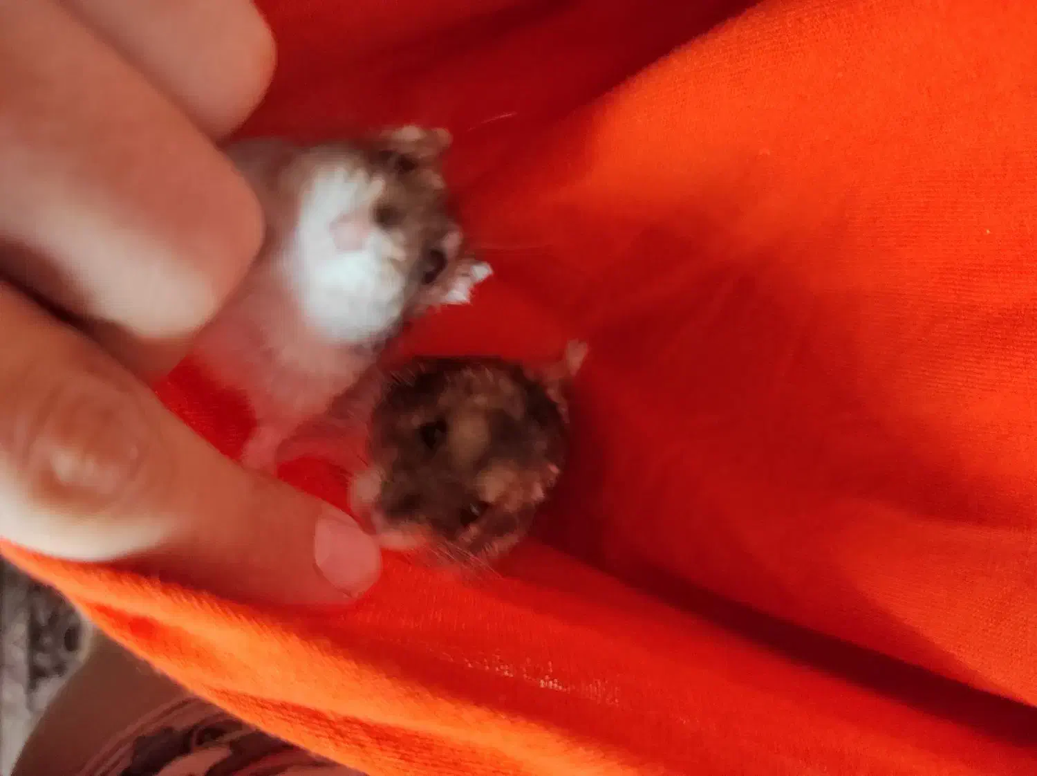 همستر مینیاتوری|موش و خرگوش|سنندج, |دیوار