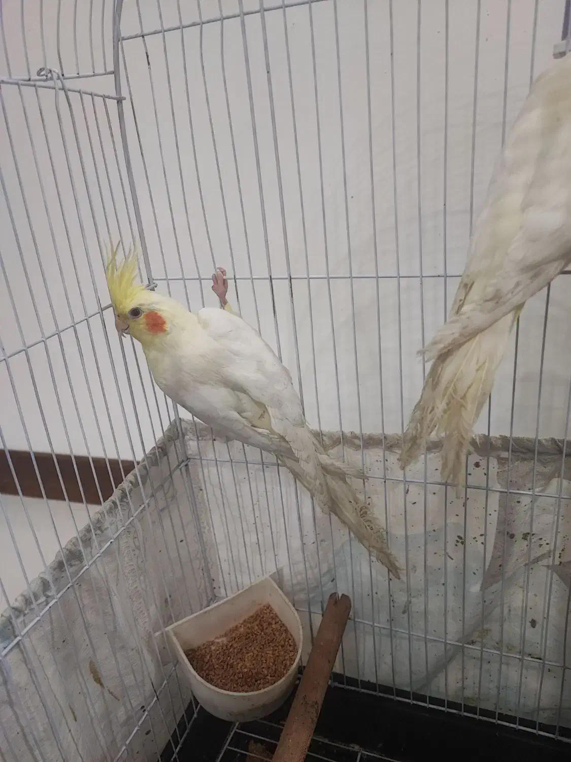 تعدادی عروس هلندی|پرنده|یزد, |دیوار