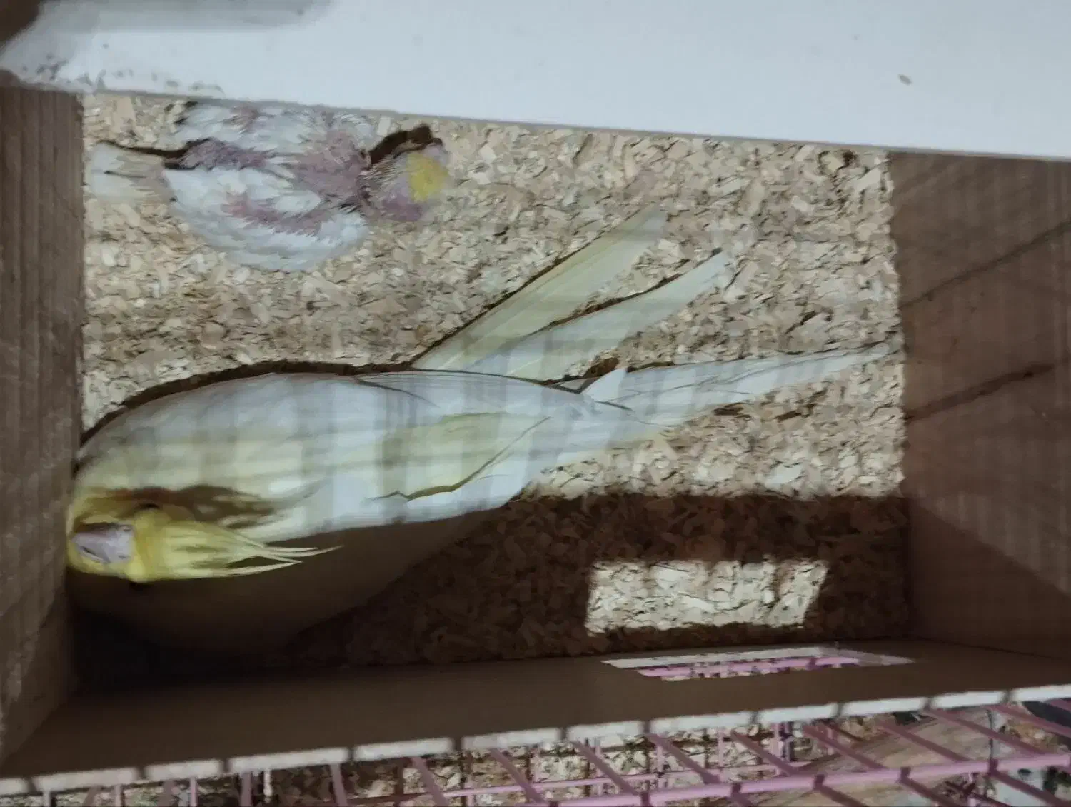 عروس هلندی مولدو مرغ عشق نر|پرنده|ایلام, |دیوار