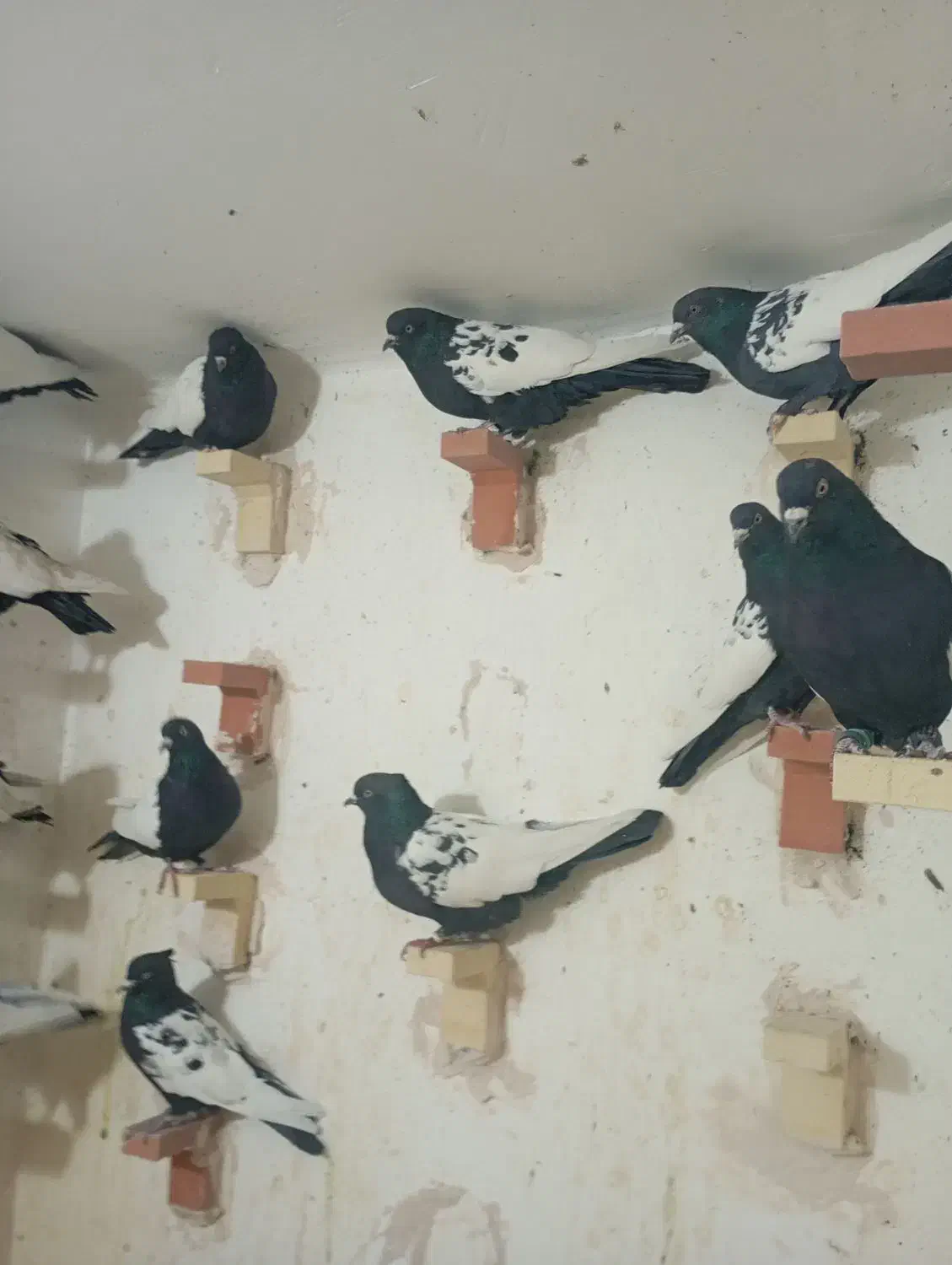 25تانرسینه سیاه|پرنده|ماهان, |دیوار