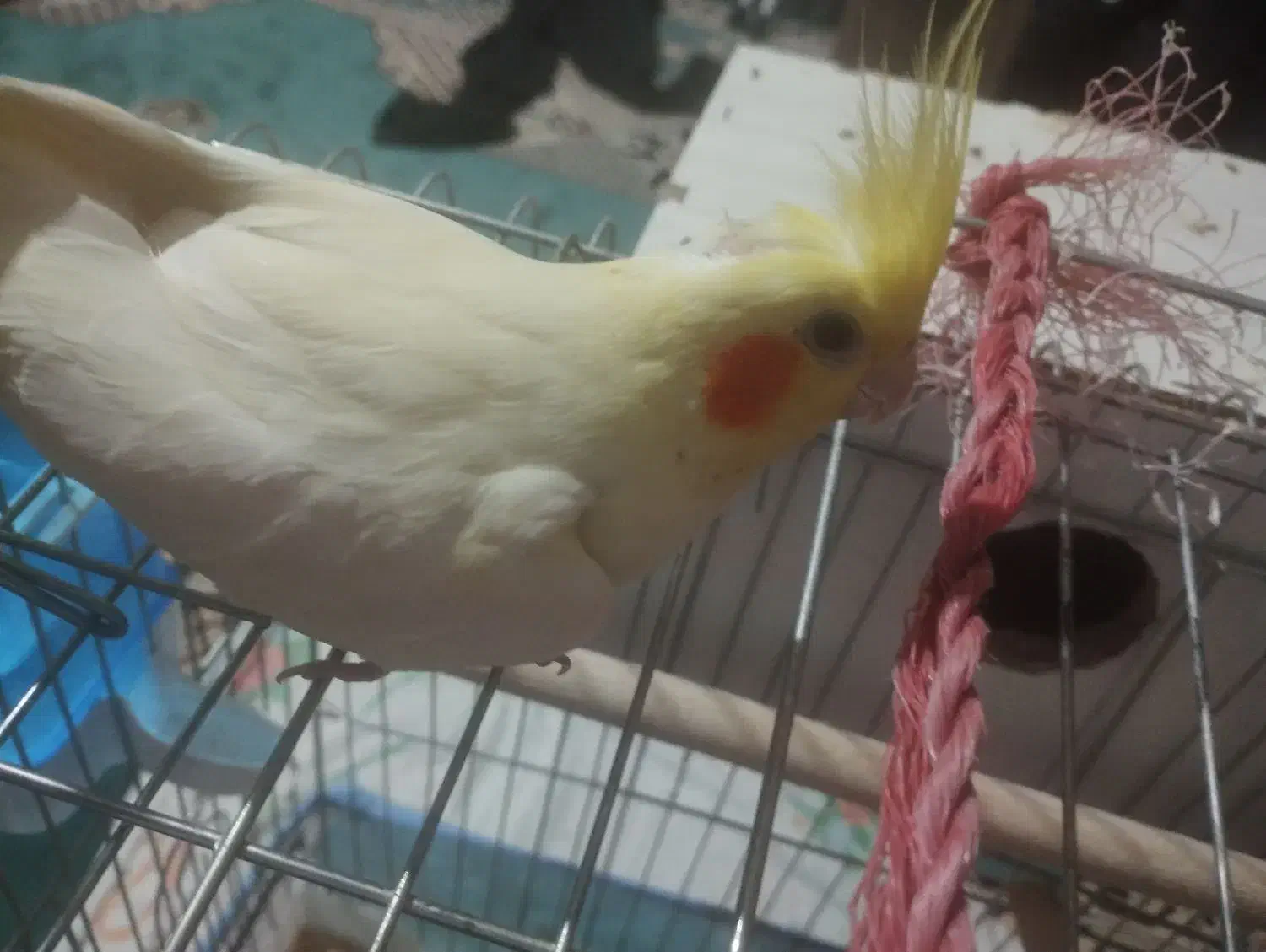 فروش عروس هلندی ماده تخم گذار|پرنده|یاسوج, |دیوار