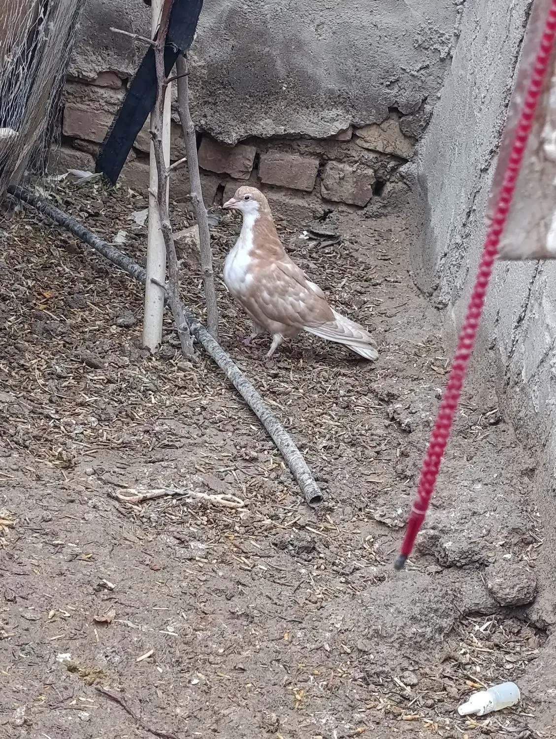 ریش|پرنده|کرباسک, |دیوار