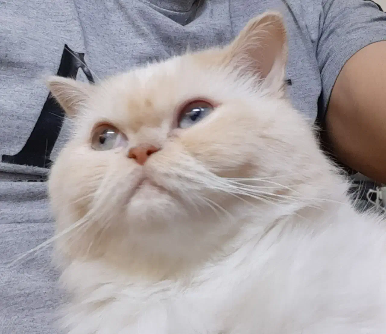 گربه پرشین عروسکی|گربه|ارومیه, |دیوار