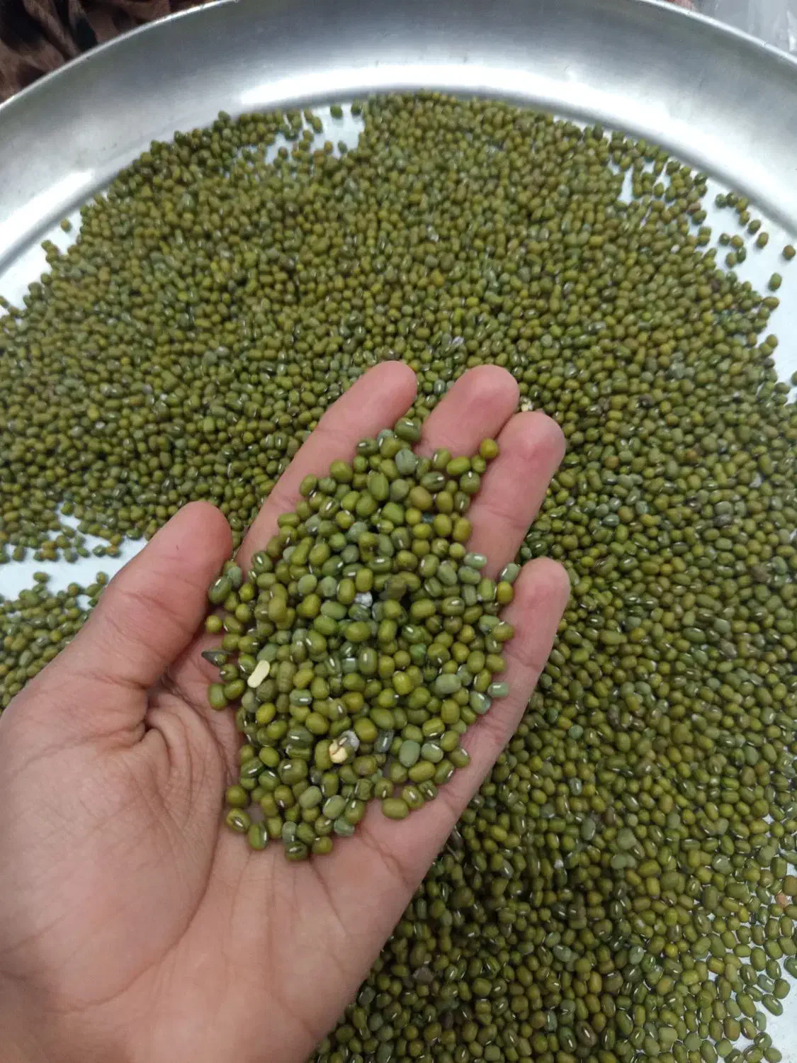 ماش درجه یک|خوردنی و آشامیدنی|حمیدیه, |دیوار