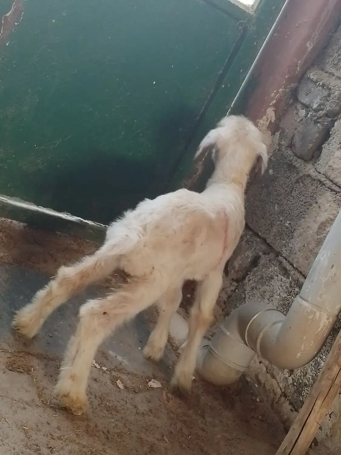 بره شیری نر|حیوانات مزرعه|کرمانشاه, |دیوار