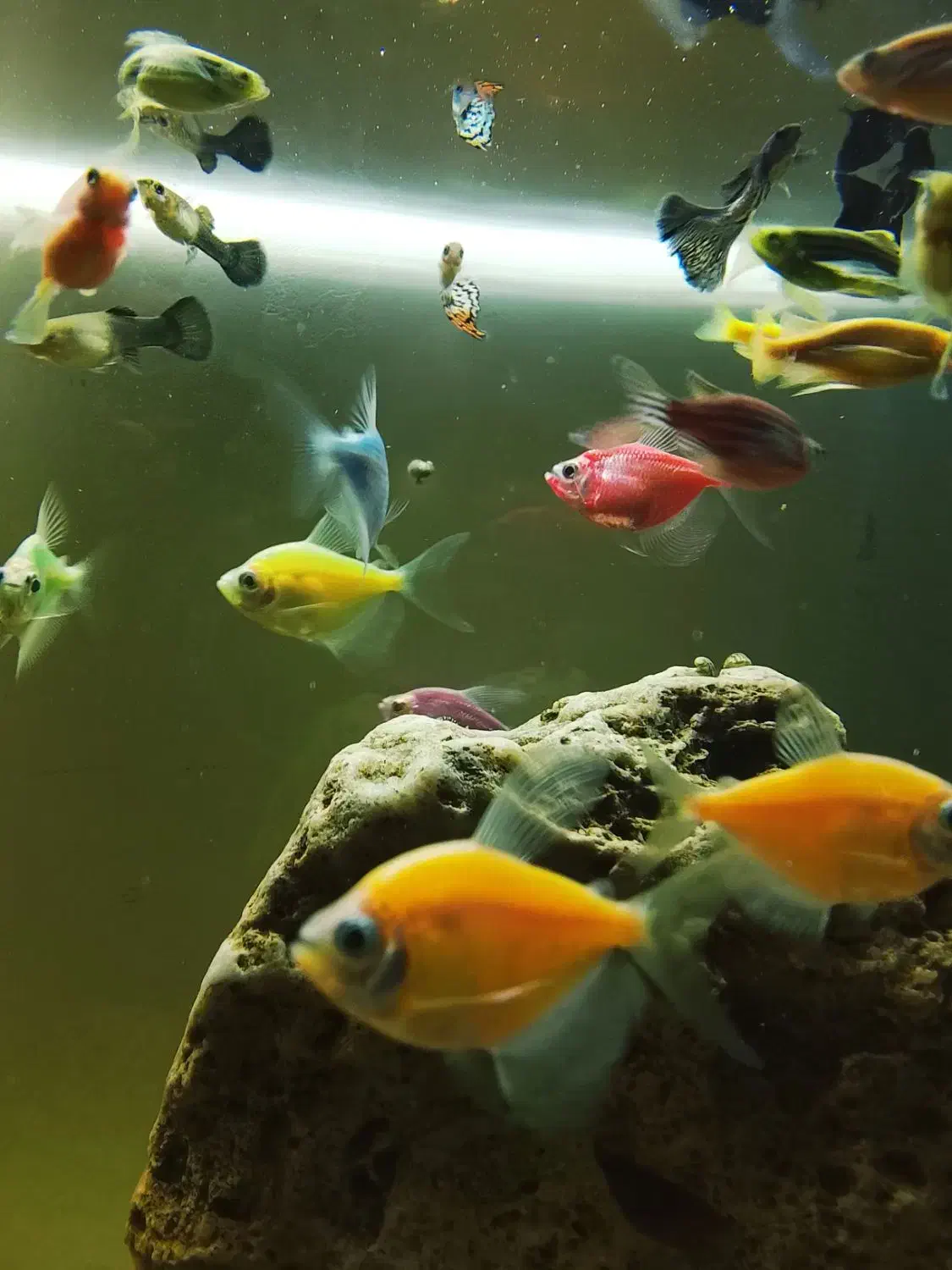 ماهی کالر 2 بندی مولد|ماهی|تبریز, |دیوار